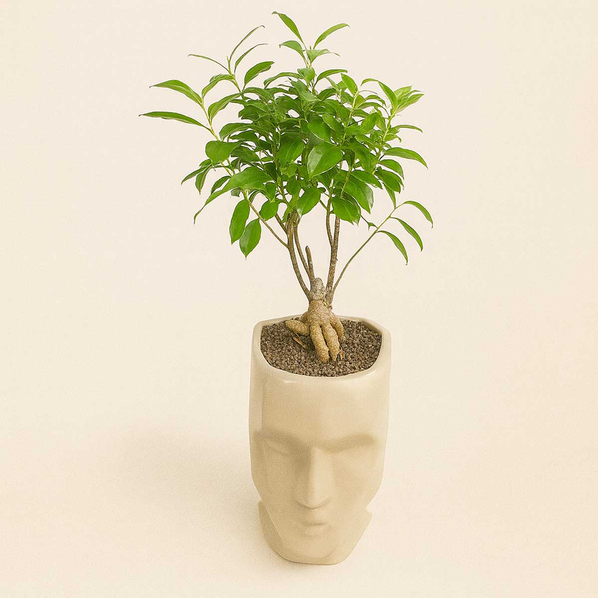 bonsai-sooratak-p122