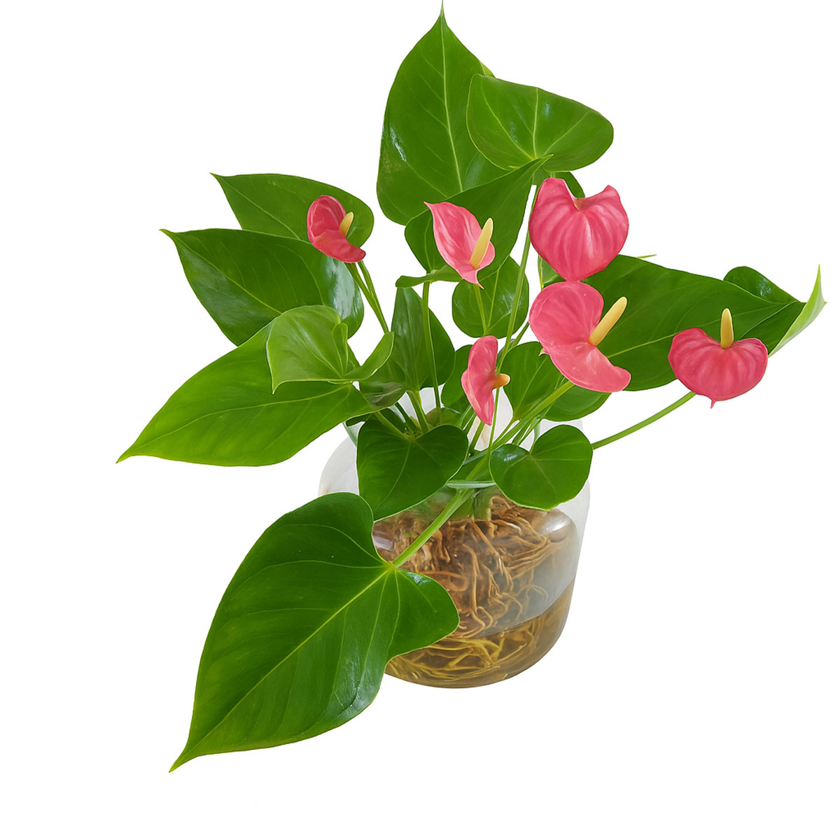 pink-anthurium-p125-2