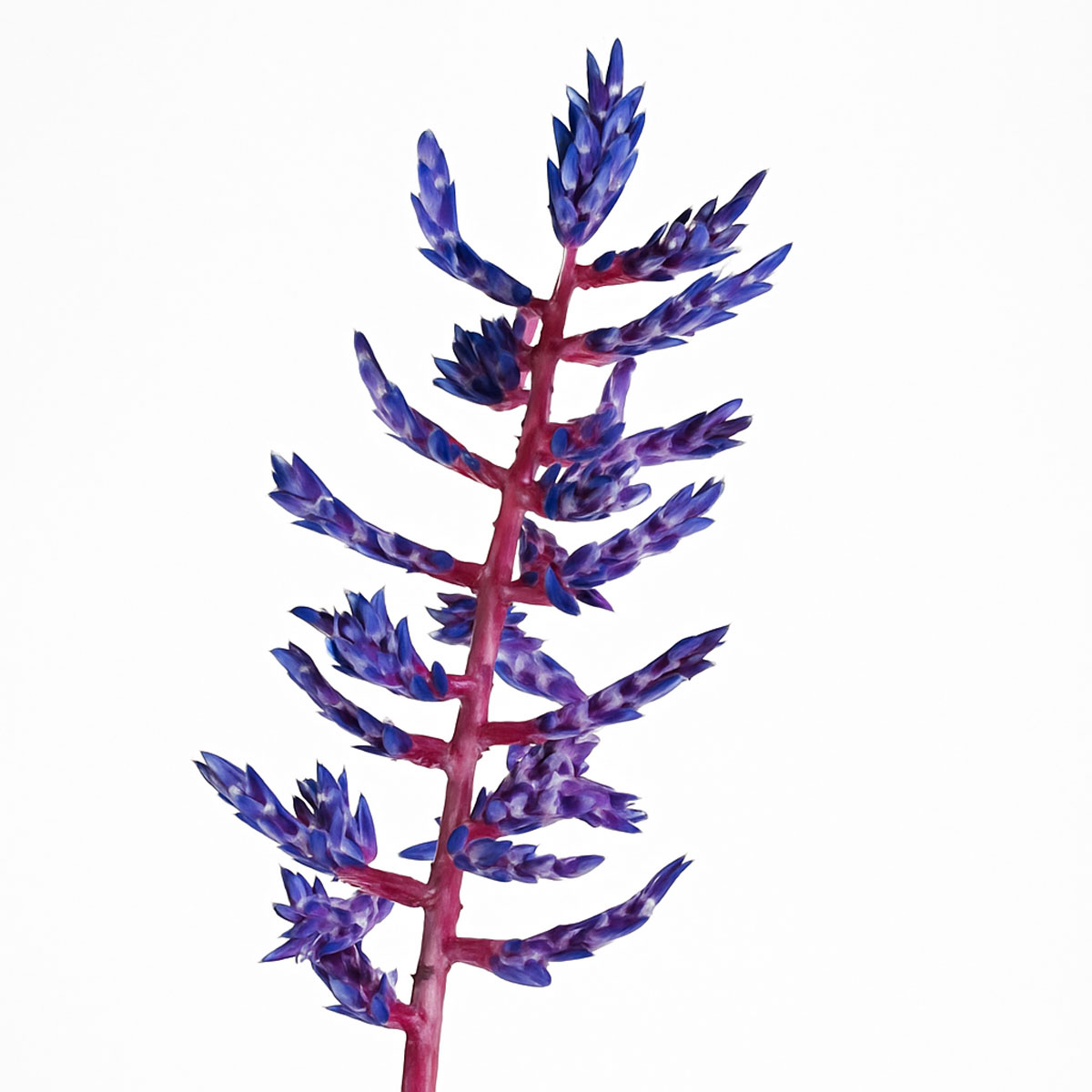 purple-akmia-p121-2