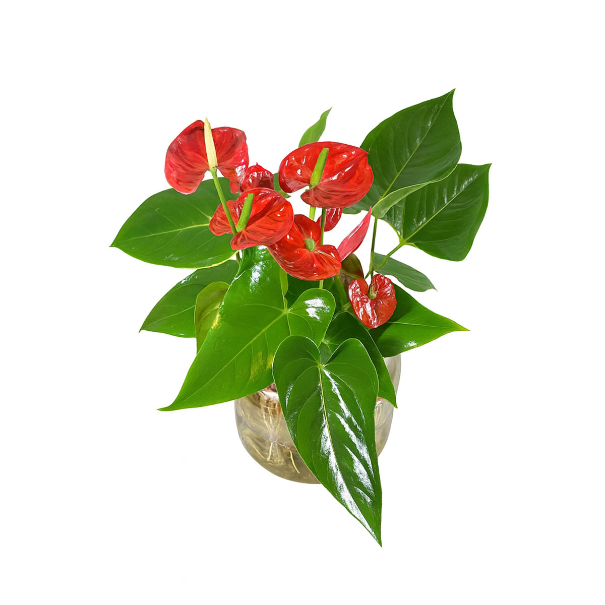 red-anthurium-p126-2