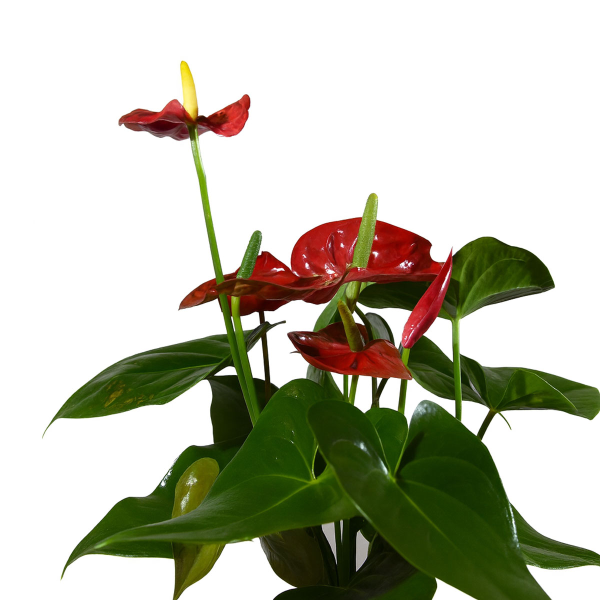 red-anthurium-p126
