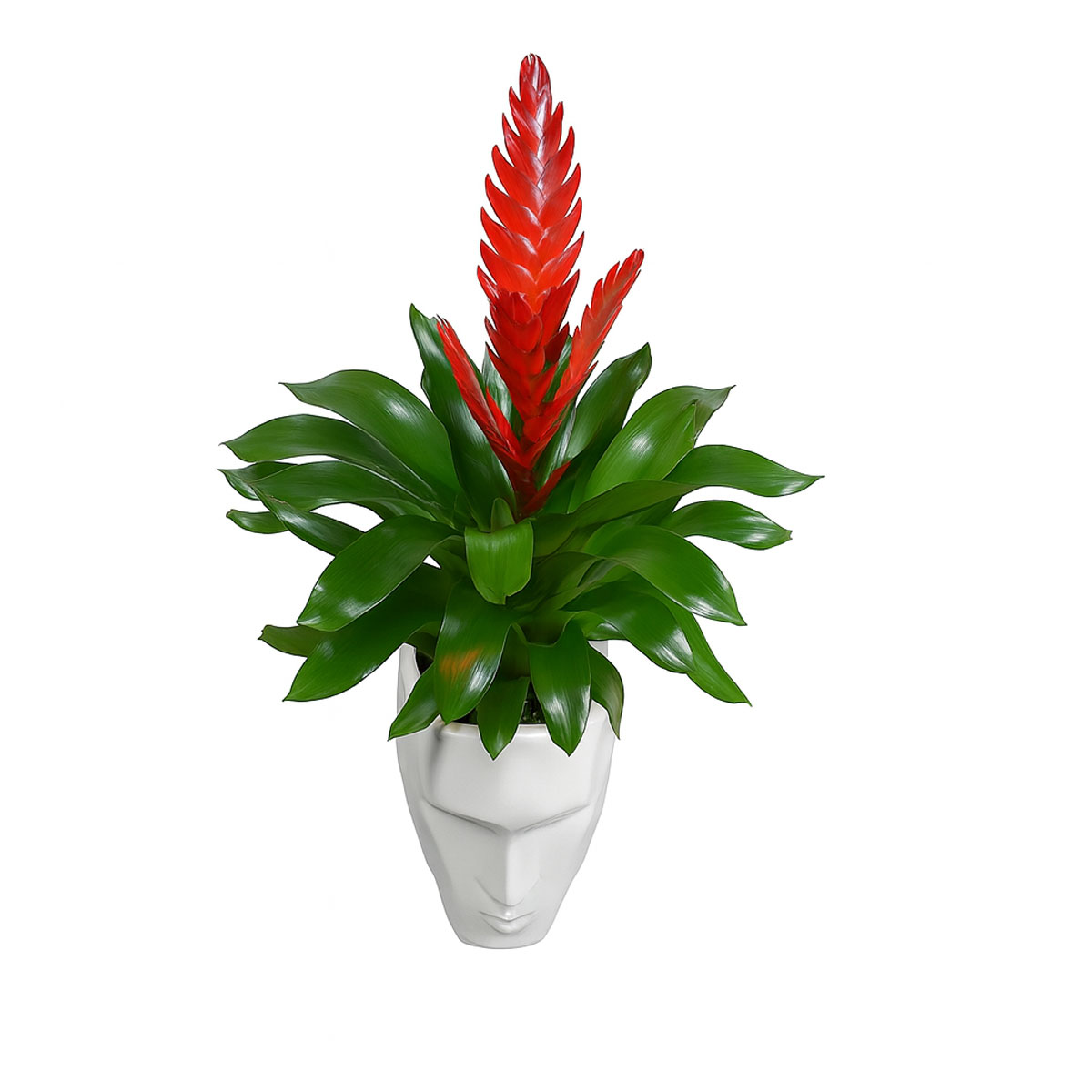 red-verizia-P129-1