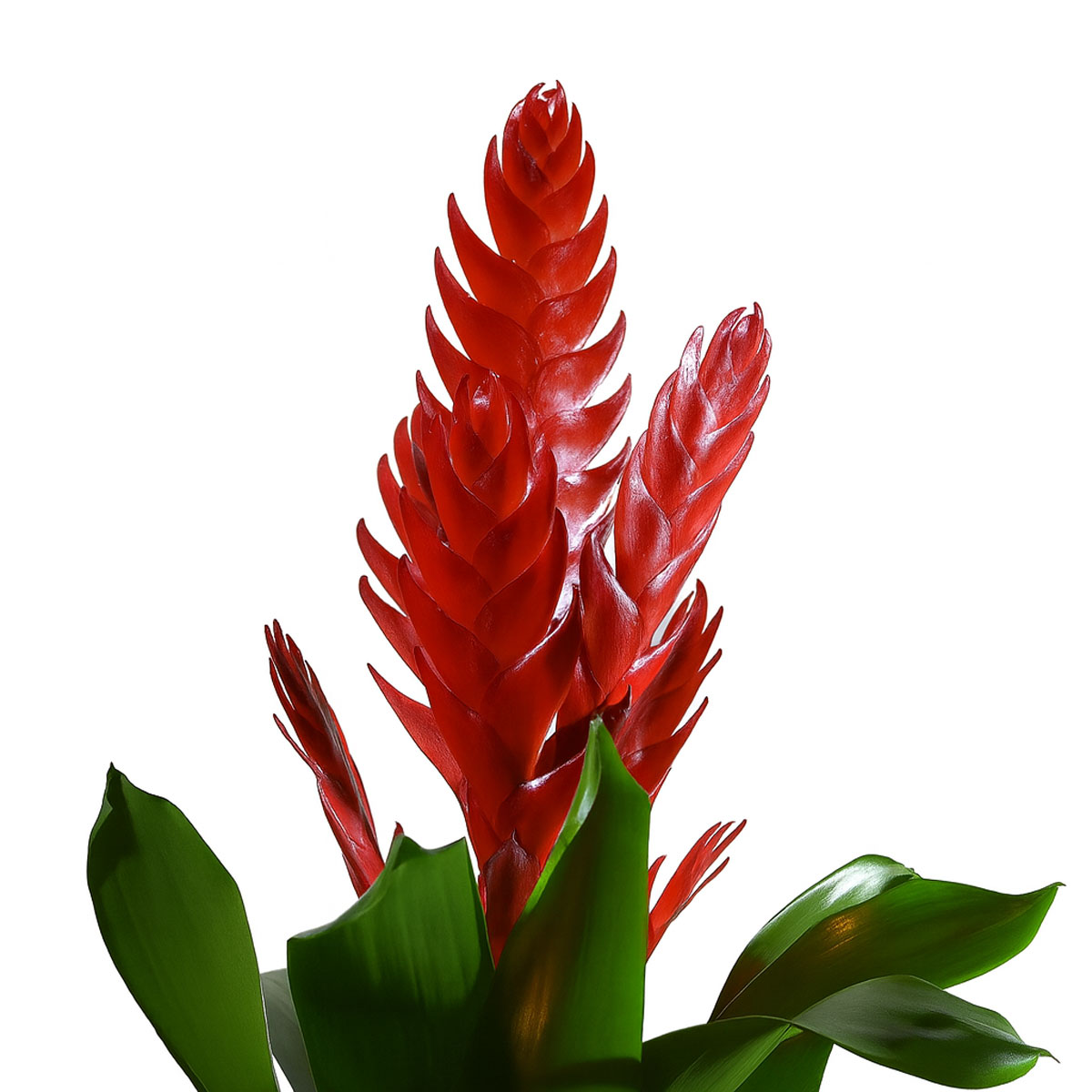 red-verizia-P129-2