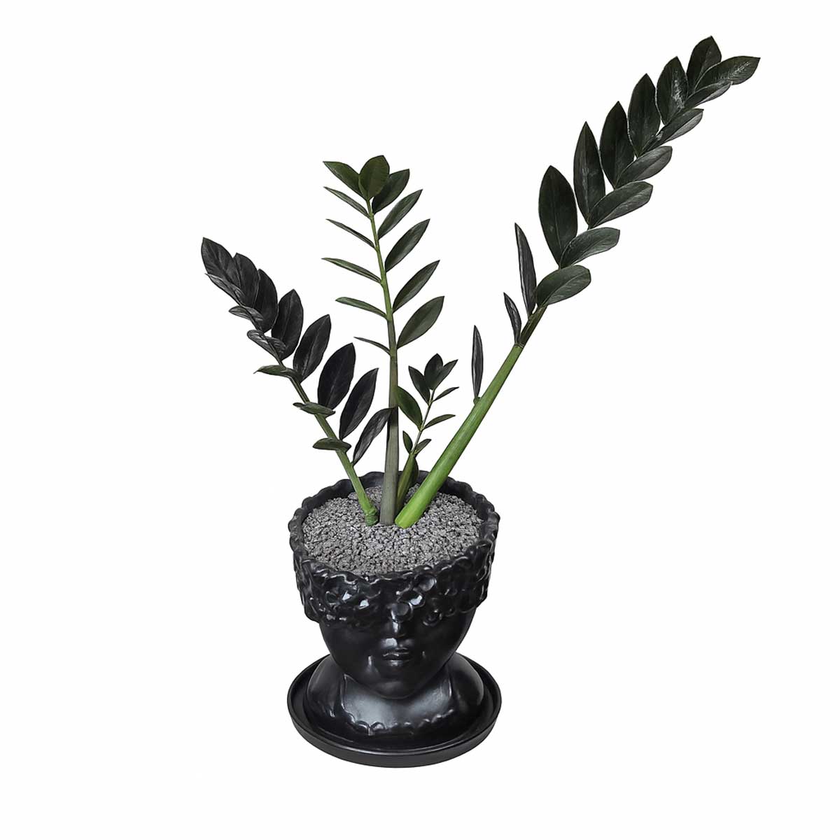 zamifolia-black-p134-2