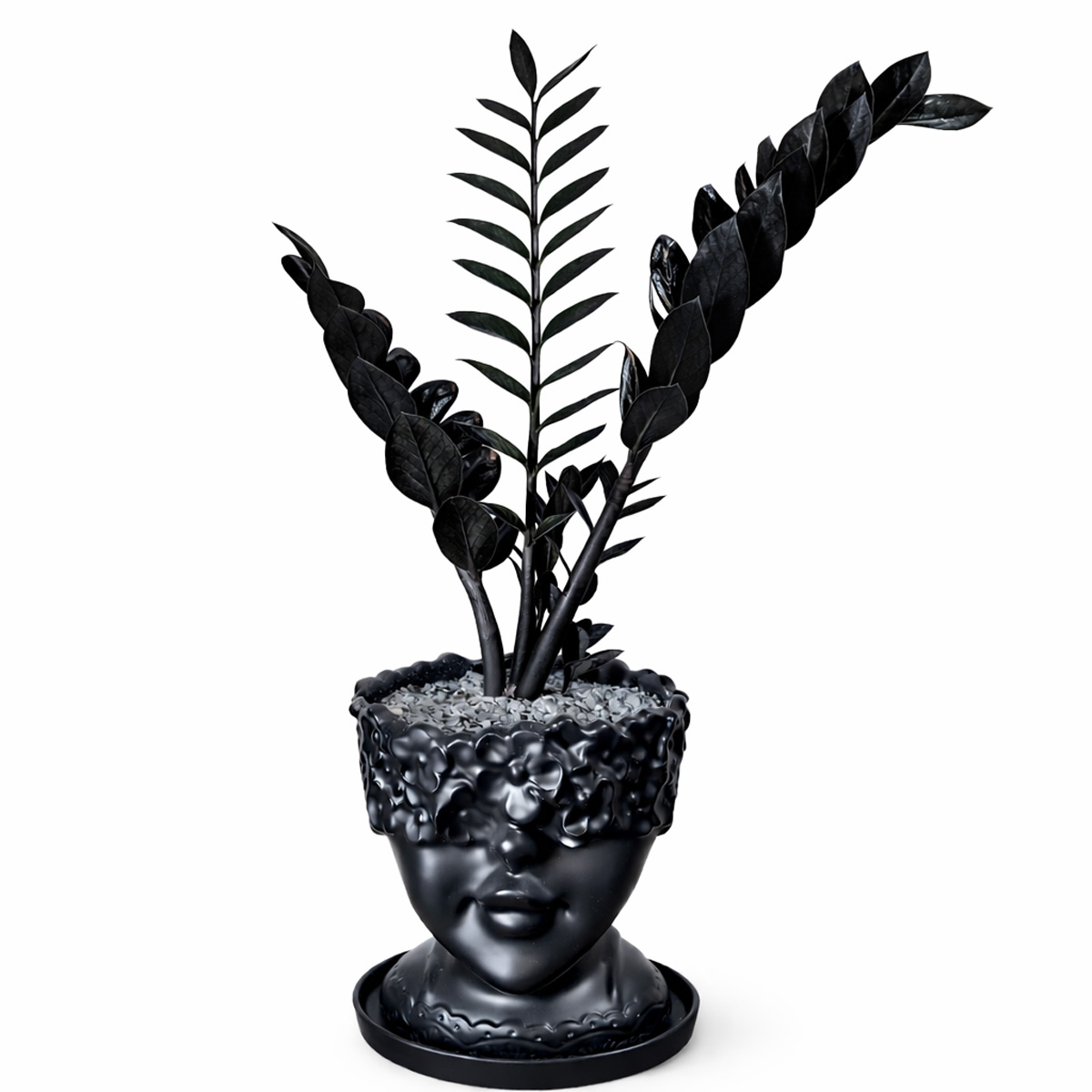 zamofilia_black01